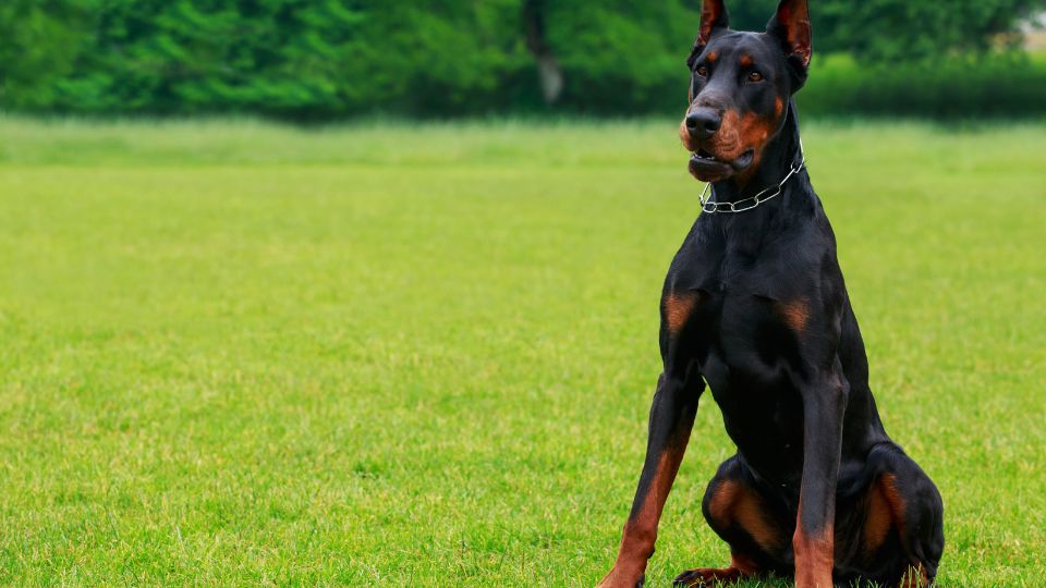 Un Dobermann seduto su un prato verde, con un'espressione fiera e attenta.