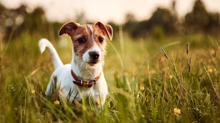 Un Jack Russell Terrier in un prato verde, con un'espressione vivace e curiosa.