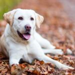 Un Labrador Retriever bianco sdraiato su foglie secche in un sentiero.