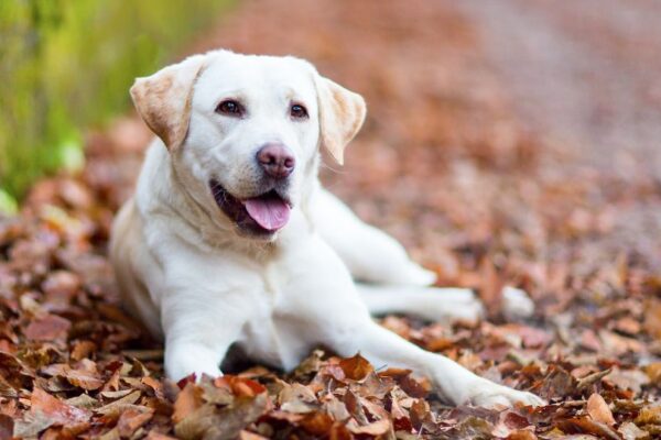 Un Labrador Retriever bianco sdraiato su foglie secche in un sentiero.