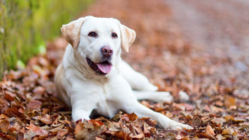 Un Labrador Retriever bianco sdraiato su foglie secche in un sentiero.