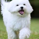 Cane Maltese bianco che corre felice su un prato verde.