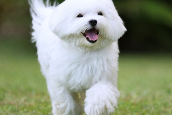 Cane Maltese bianco che corre felice su un prato verde.