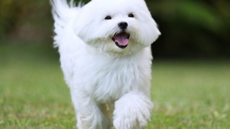 Cane Maltese bianco che corre felice su un prato verde.
