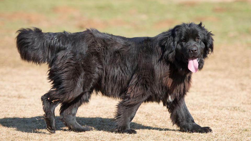 Un Terranova nero che cammina su un prato, con il pelo folto e morbido.