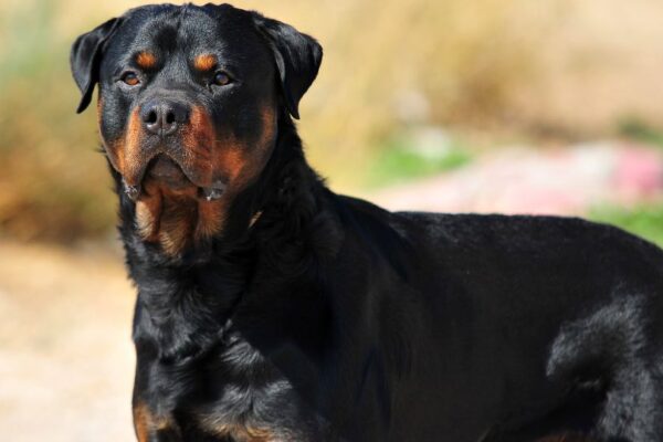 Un Rottweiler in posa, con un manto nero e focato, esprime forza e nobiltà.