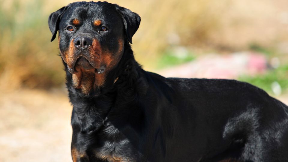 Un Rottweiler in posa, con un manto nero e focato, esprime forza e nobiltà.