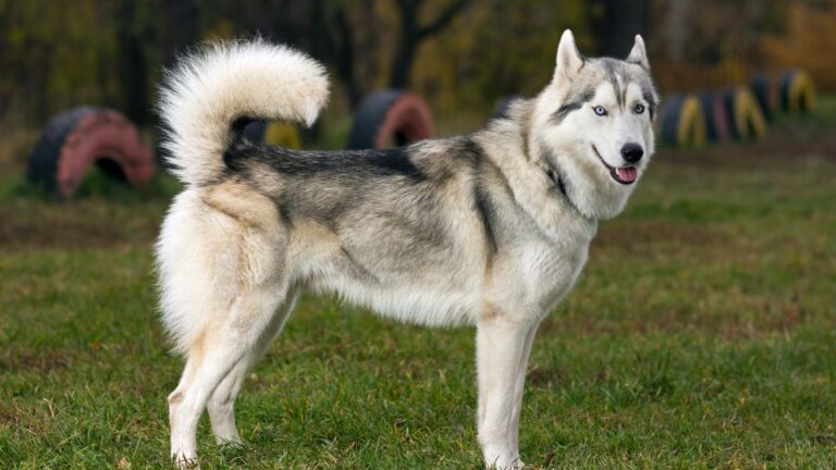 Origine del Siberian Husky: Un Viaggio nel Tempo e nello Spazio