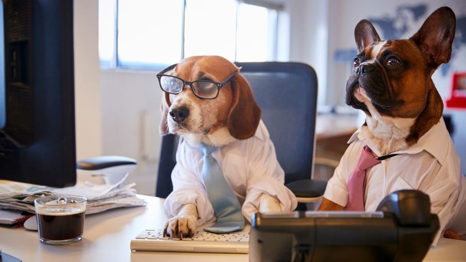 Due cani vestiti da impiegati, uno con occhiali, al computer.