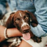Cucciola di cane marrone con macchie bianche, sorridente tra le braccia di una persona.