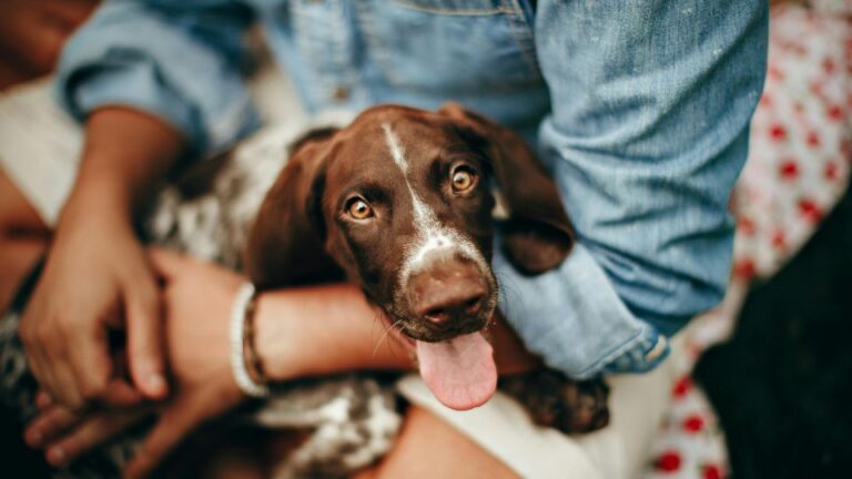 Nomi di cani femminili corti: la guida completa per scegliere il nome perfetto