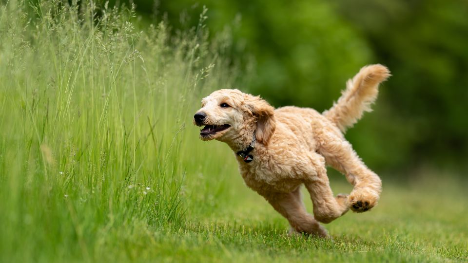 Un cane dorato corre felice in un prato verde, esprimendo energia e gioia.