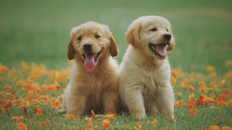 Quali sono gli errori più comuni che i nuovi proprietari di cani commettono?