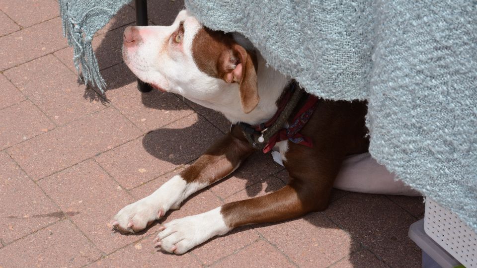 Un cane sdraiato all'ombra di un tavolo, cercando refrigerio dal caldo estivo.