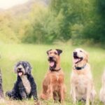 Cinque cani di diverse razze seduti in un prato verde, sorridenti e felici.