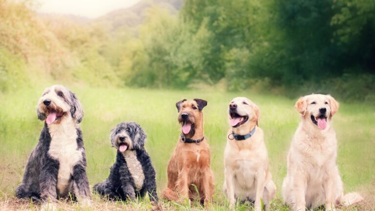 Cinque cani di diverse razze seduti in un prato verde, sorridenti e felici.