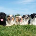 Un gruppo di cani felici di diverse razze seduti su un prato verde.