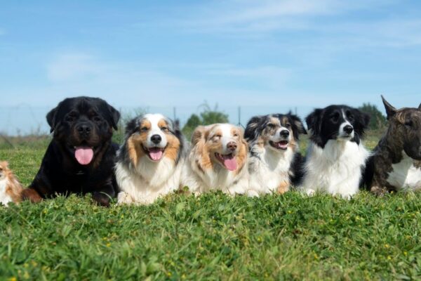 Cosa serve davvero a un cane per essere felice e in salute? Un gruppo di cani felici di diverse razze seduti su un prato verde.