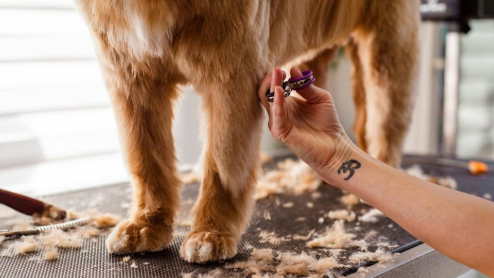 Un cane viene tosato mentre un toelettatore si occupa del suo pelo.