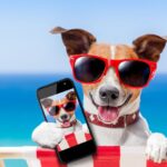 Cane felice con occhiali da sole che tiene un telefono al mare.