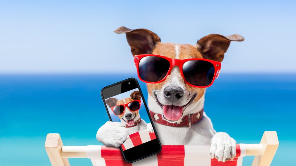 Cane felice con occhiali da sole che tiene un telefono al mare.