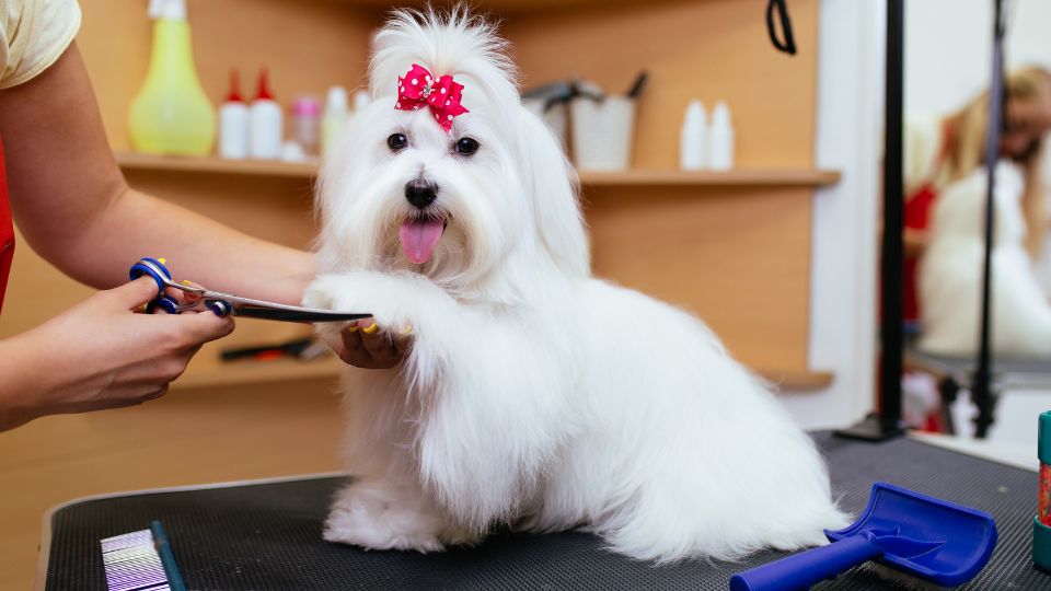 Cane bianco con fiocco rosso mentre viene tosato da un toelettatore.