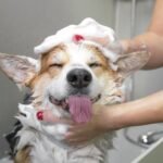 Cane corgi felice mentre viene lavato con shampoo in una vasca.