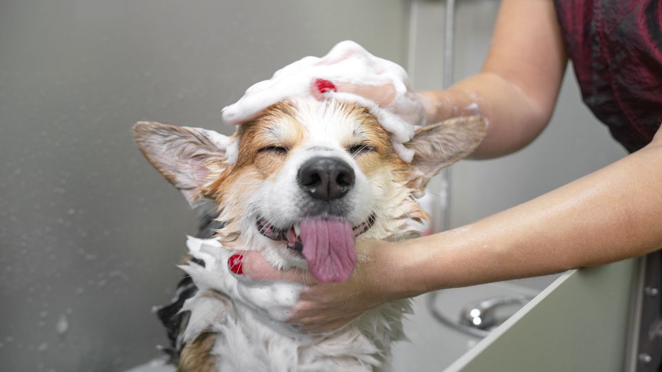 Cane corgi felice mentre viene lavato con shampoo in una vasca.