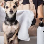 Un cane di piccola taglia seduto su un tavolo, pronto per la toelettatura.