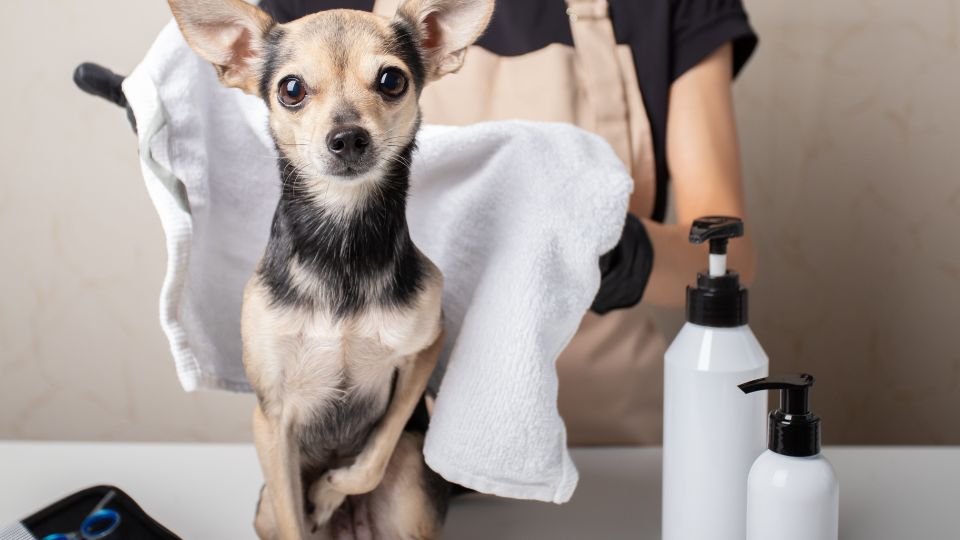 Un cane di piccola taglia seduto su un tavolo, pronto per la toelettatura.