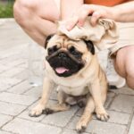 Un cane di razza bulldog francese riceve un panno umido sulla testa per rinfrescarsi.