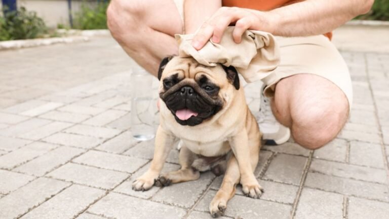 Sai riconoscere i segnali del colpo di calore nel cane – e cosa fare immediatamente?