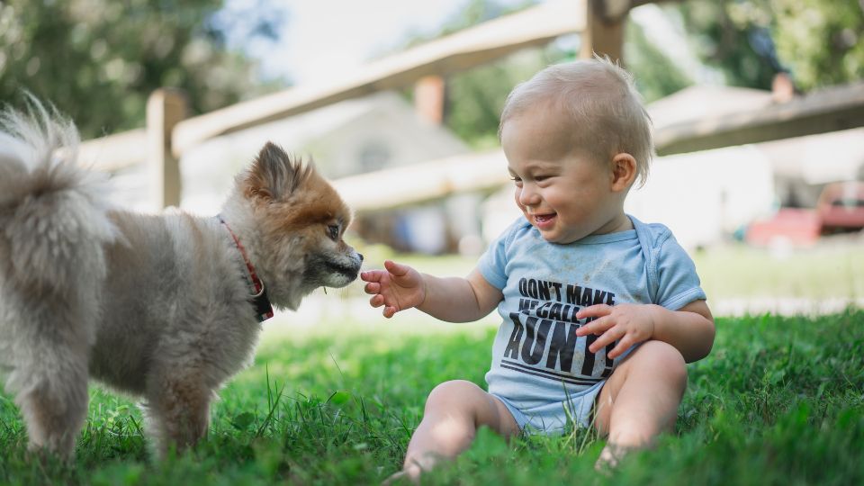 Un bambino sorride mentre gioca con un cane in un prato verde.