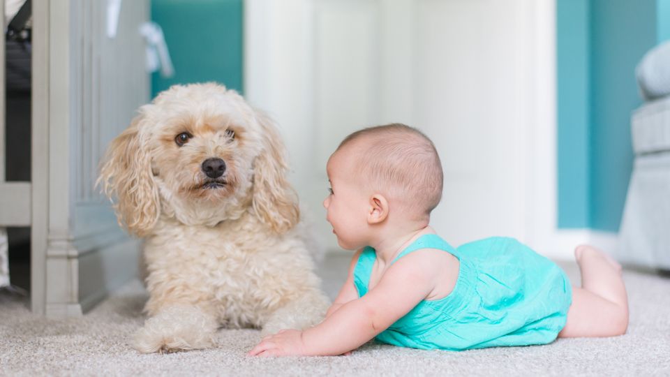 Un bambino che gioca sul tappeto accanto a un cane affettuoso.