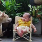 Un bambino sorridente seduto su una sedia accanto a un cane curioso in un ambiente verde.