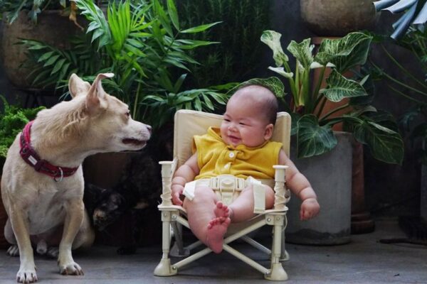 Un bambino sorridente seduto su una sedia accanto a un cane curioso in un ambiente verde.