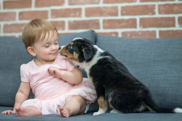 Bambina sorridente accarezza un cucciolo su un divano grigio.