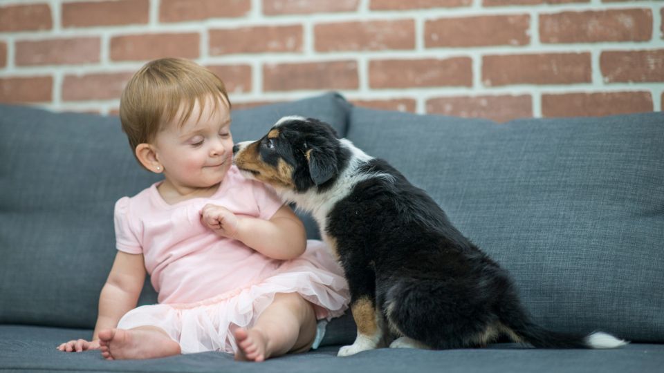 Bambina sorridente accarezza un cucciolo su un divano grigio.